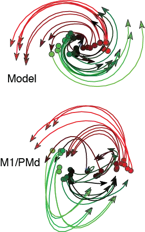 Population dynamics: model and data