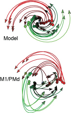 Population dynamics: model and data