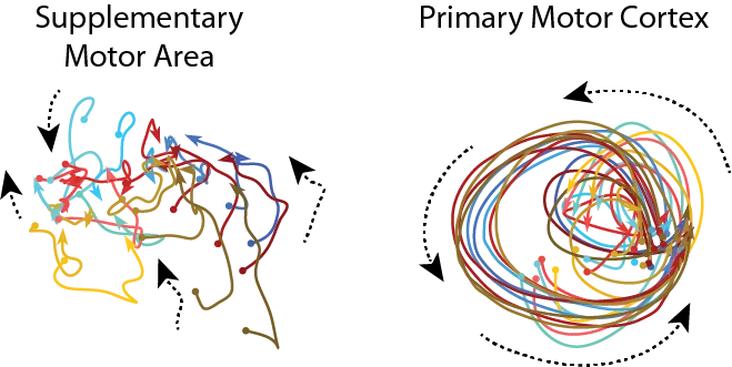 Different dynamics in different areas