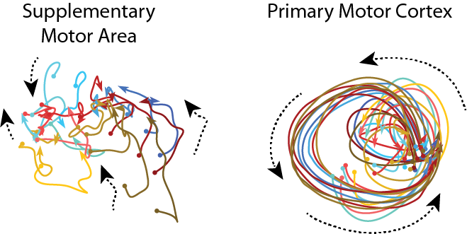 Different dynamics in different areas