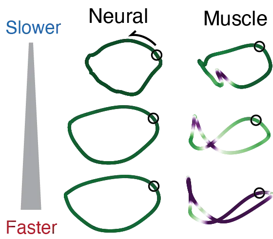 Neural and muscle trajectories