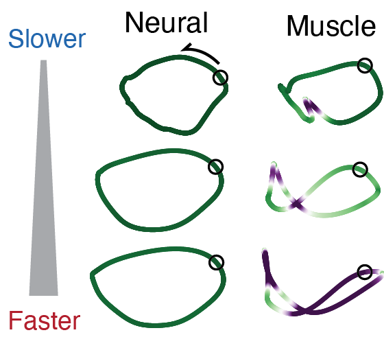 Neural and muscle trajectories