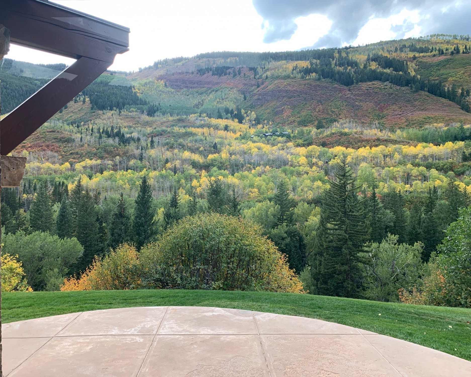 Aspen in the fall